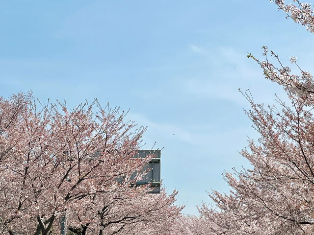 벚꽃터널길에서 봄즐기기🌸