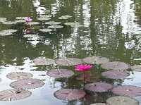 Wandering Through Stillness: A Solo Day at the Chinese and Japanese Gardens in Singapore