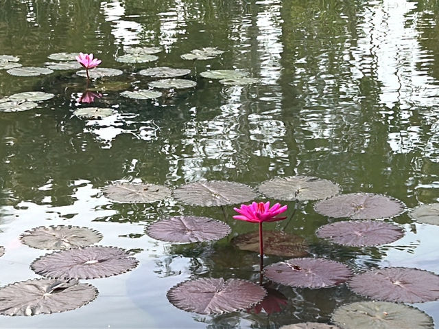 Wandering Through Stillness: A Solo Day at the Chinese and Japanese Gardens in Singapore