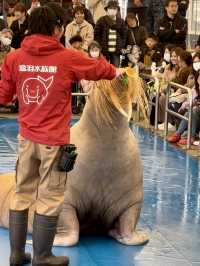 三重｜集合動物明星們 全日本最萌的鳥羽水族館