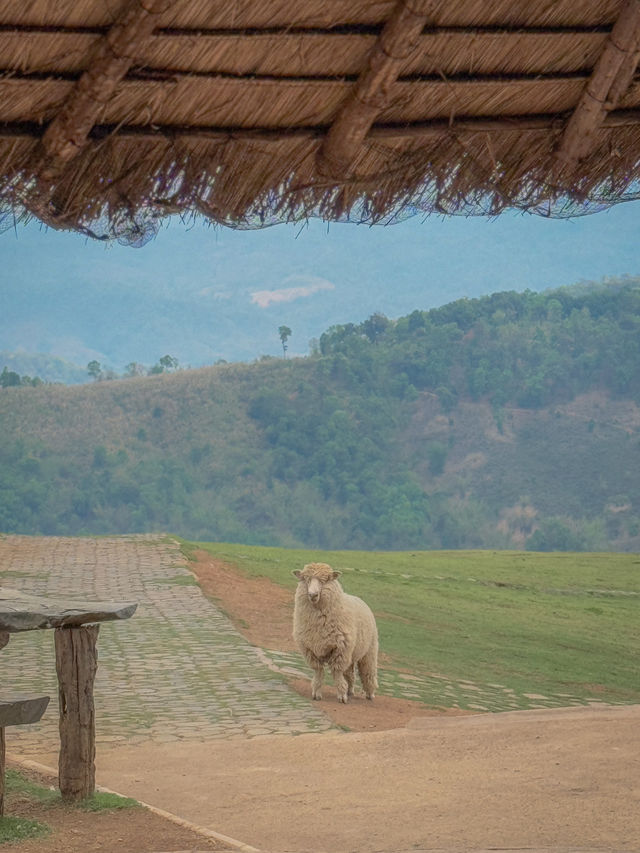 🇹🇭치앙라이에서 힐링 한모금, Akha FarmVille🇹🇭