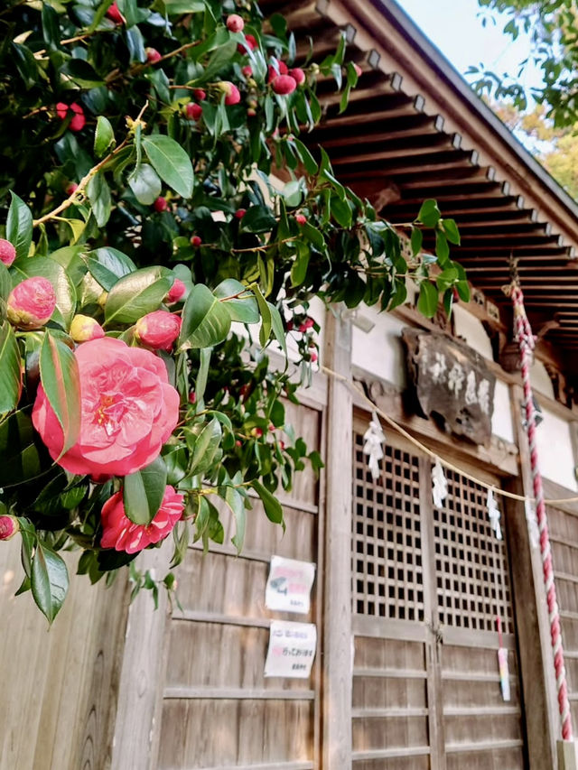 Spring Stroll at Itsukushimashissei Park