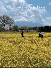 【山梨県】富士山とネモフィラを巡る絶景ドライブコース