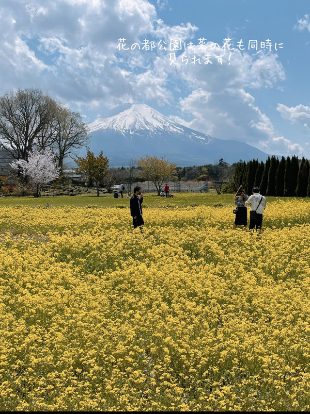 【山梨県】富士山とネモフィラを巡る絶景ドライブコース
