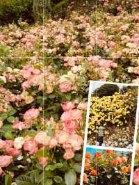 Anticipating the Bloom: A Spring Visit to Dodang's Green Spaces 