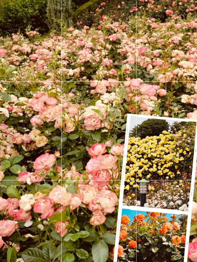 Anticipating the Bloom: A Spring Visit to Dodang's Green Spaces 