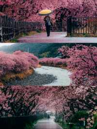 🌸💕 Sakura Magic: Petals, Peace & Pure Joy! 💕🌸