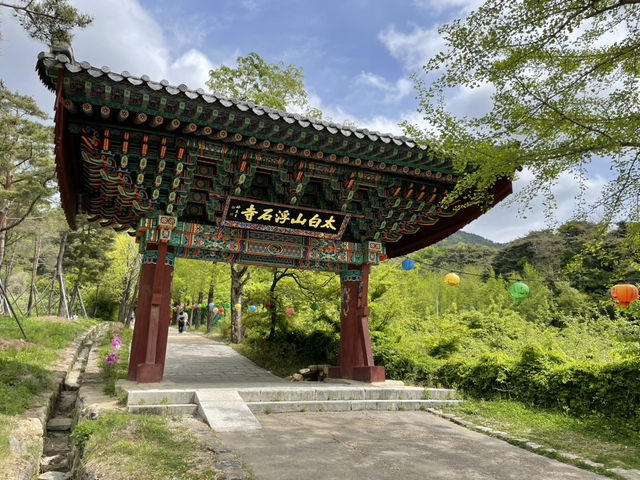 새 나뭇잎들이 나오기 시작할 때