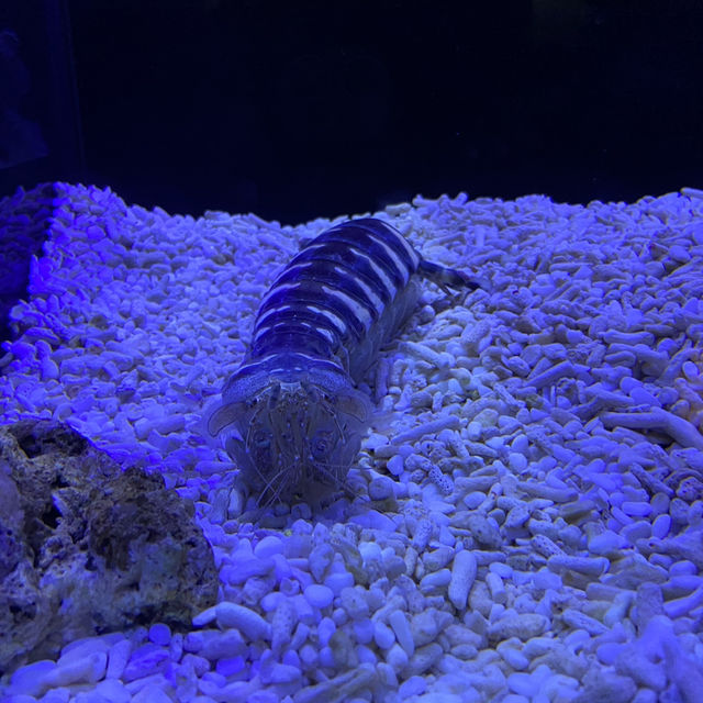 海洋生物互動展館，近距離觀賞與餵食鯊魚