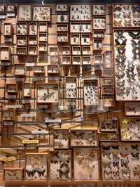 Shanghai Natural History Museum – A Journey Through Earth’s Wonders