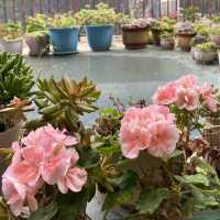 A Springtime Retreat at Shangri-La