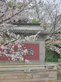 Puyuan Ancient Town Cherry Blossoms – A Timeless Encounter of History and Florals