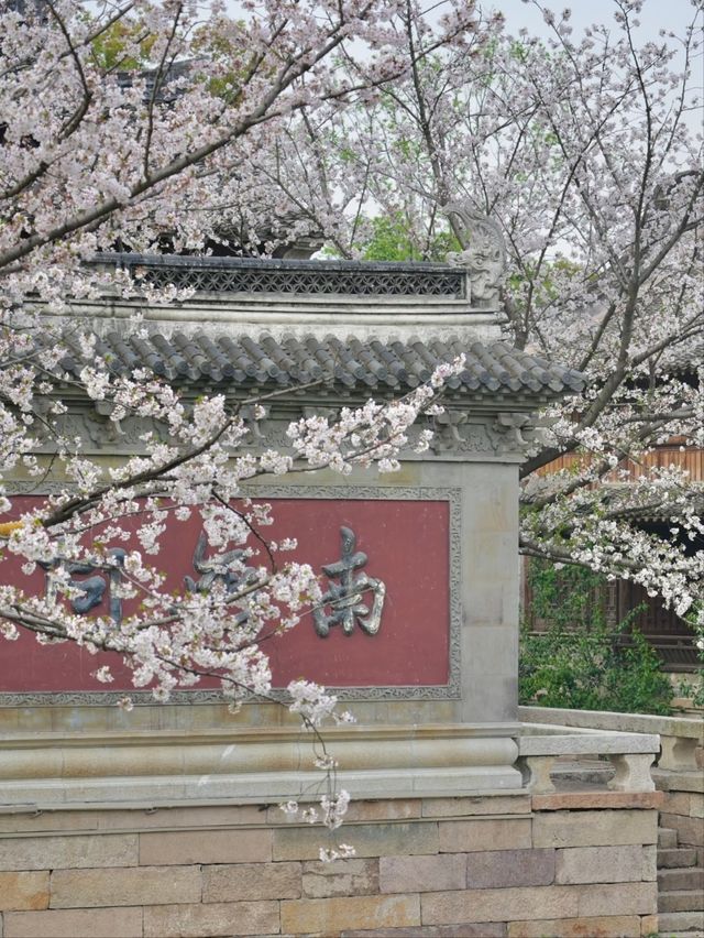 Puyuan Ancient Town Cherry Blossoms – A Timeless Encounter of History and Florals