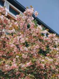 Yuyuantan Park Cherry Blossoms – Beijing’s Signature Sakura Spectacle