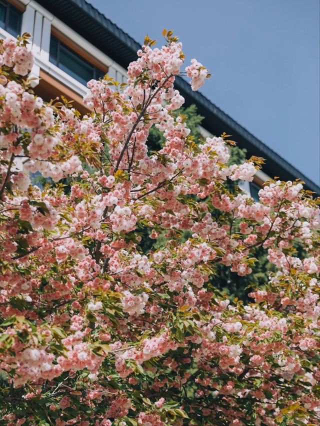 Yuyuantan Park Cherry Blossoms – Beijing’s Signature Sakura Spectacle