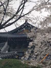 Korea’s Hidden Cherry Blossom Gem? It’s Right Here!