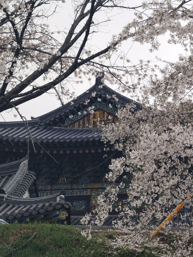Korea’s Hidden Cherry Blossom Gem? It’s Right Here!