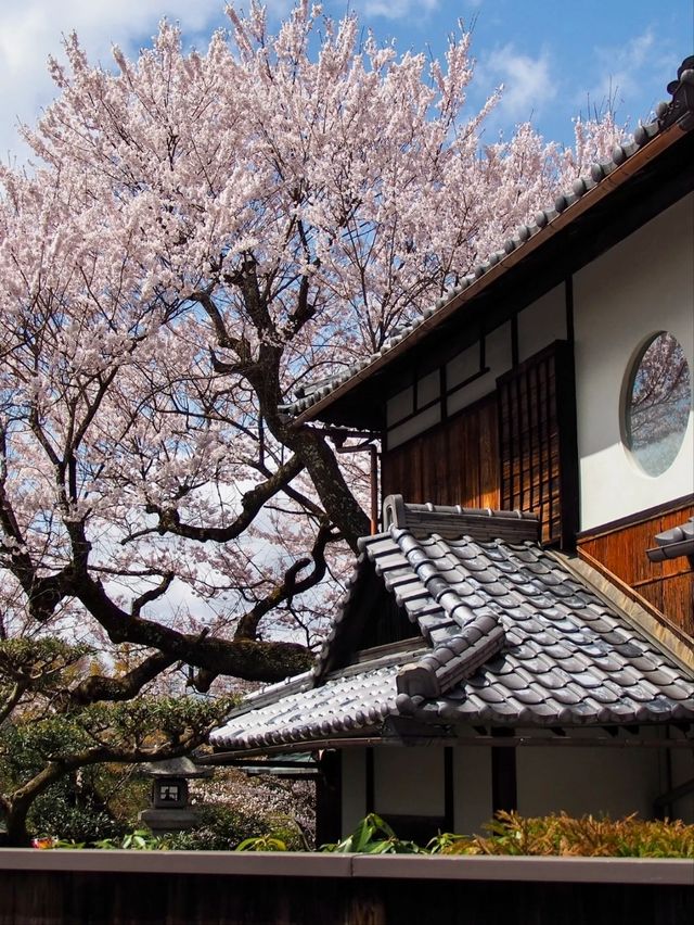 A Tiny Kyoto Shrine Hides Two of the Most Beautiful Cherry Blossom Trees