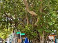 Malé has a surprisingly rich selection