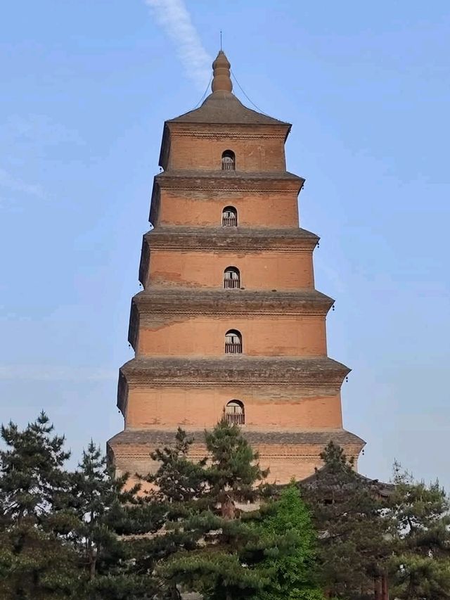 西安大雁塔廣場觀賞櫻花及音樂噴泉秀