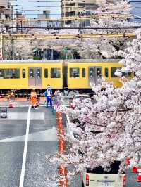 🌸🚃 A Hidden Cherry Blossom Spot in Tokyo Where You Can See Sakura + Trains!