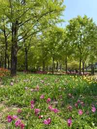 Tulip Time in Seoul Forest Park