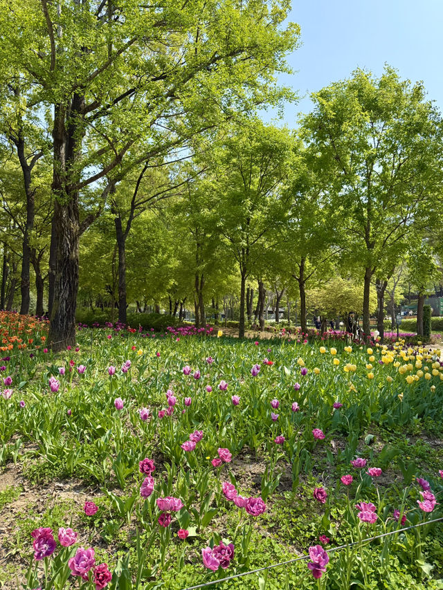 Tulip Time in Seoul Forest Park