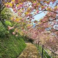 美しく咲き誇る700本の八重桜