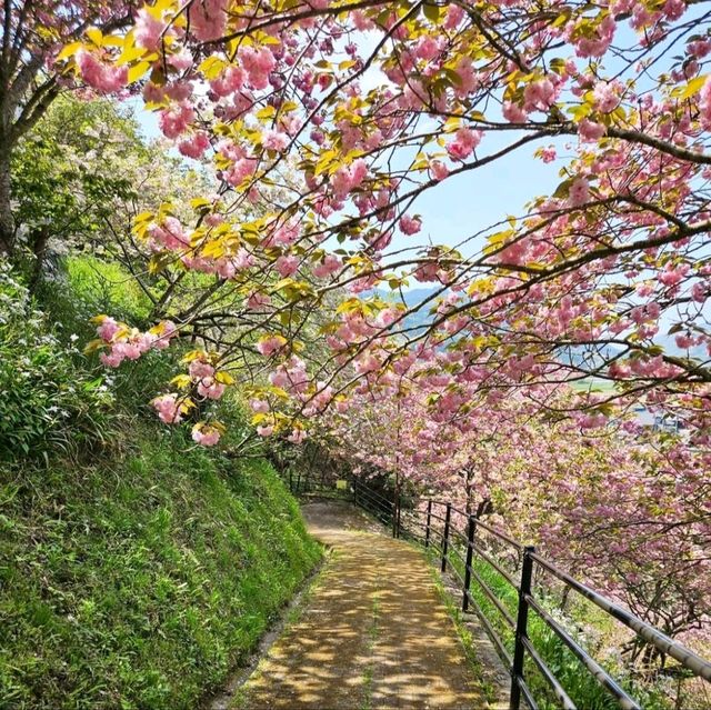 美しく咲き誇る700本の八重桜