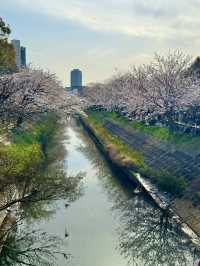 千葉県のイチオシ花見スポット🌸