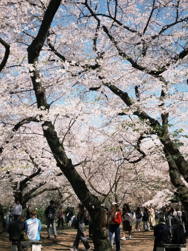 🌸 Sakura | A Day as a Cherry Blossom Aristocrat 🌸