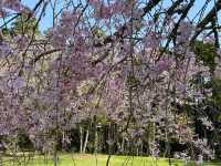 “Whispers of Spring: Cherry Blossoms in Full Glory at Izumi Nature Park”