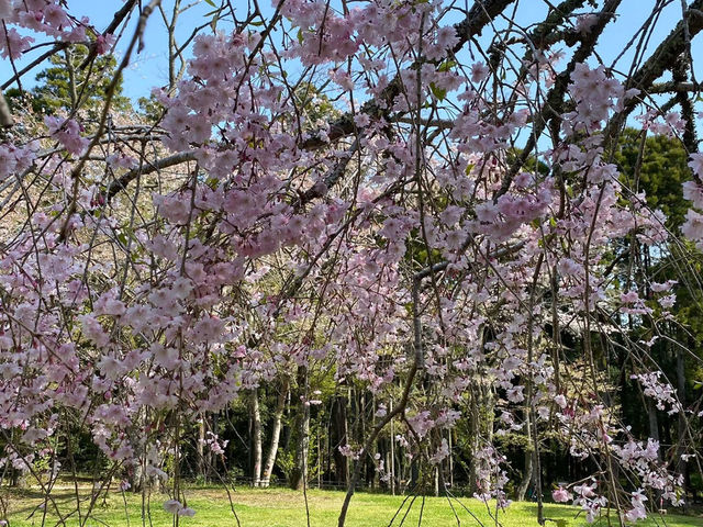 “Whispers of Spring: Cherry Blossoms in Full Glory at Izumi Nature Park”