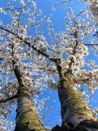 Fengchuang Road Cherry Blossoms-Nanjing’s Secret Urban Sakura Boulevard