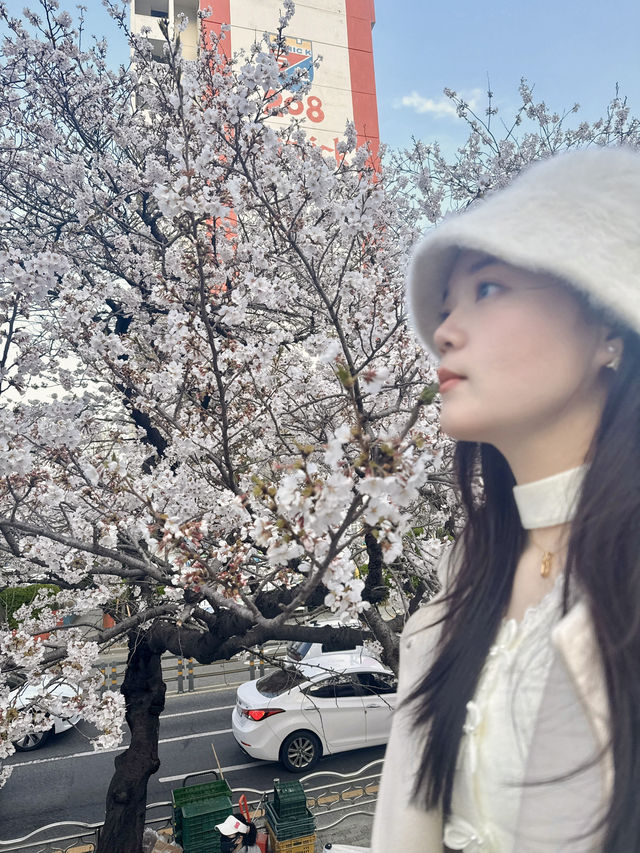 Springtime Magic in Nanchuan-dong: Cherry Blossom Delight