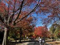 Explore the beauty of Macedon Melbourne during Autumn 