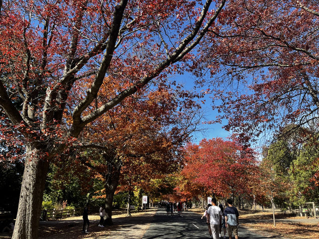 Explore the beauty of Macedon Melbourne during Autumn 