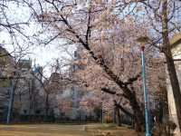 大阪道頓堀15分鐘的私房賞櫻景點---高津宮&高津公園