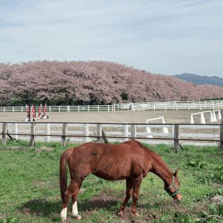 Full bloom at Mizusawa Race Track 🌸🏇