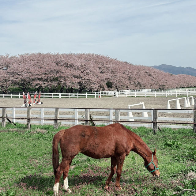 Full bloom at Mizusawa Race Track 🌸🏇