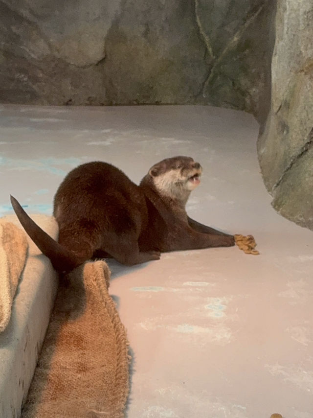 🐬✨【四國水族館——夢幻海底之旅】✨🐋