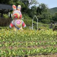 Songkhla Flower Farm สวนดอกไม้แห่งแรกในสงขลา