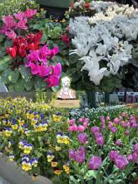 🌸 สวนดอกไม้เมืองหนาว ระยอง 🌸 เข้าชมฟรี! 
