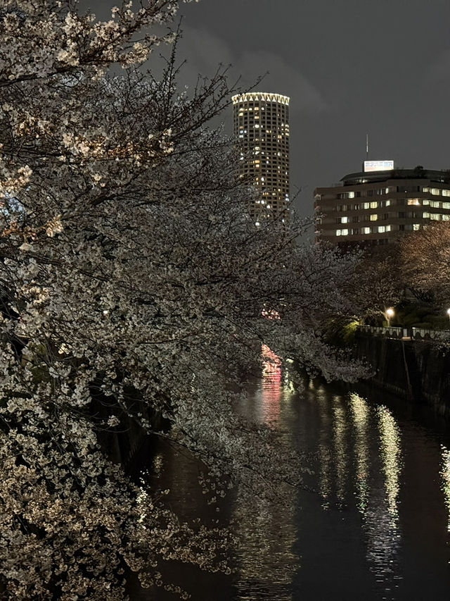 도쿄 메구로가와 밤 벚꽃길 후기🌸🌙