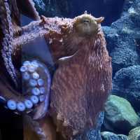 海と水槽が一体化？！温泉地から近い、城崎マリンワールド
