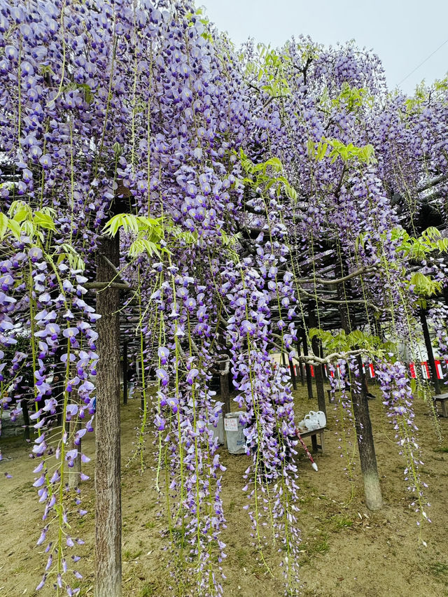 【福岡観光】樹齢100年以上の藤棚が広がる公園✨️