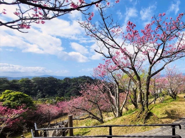 沖繩賞櫻，名護城跡公園的絕美海景櫻花