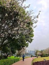 Xihu Park in Spring