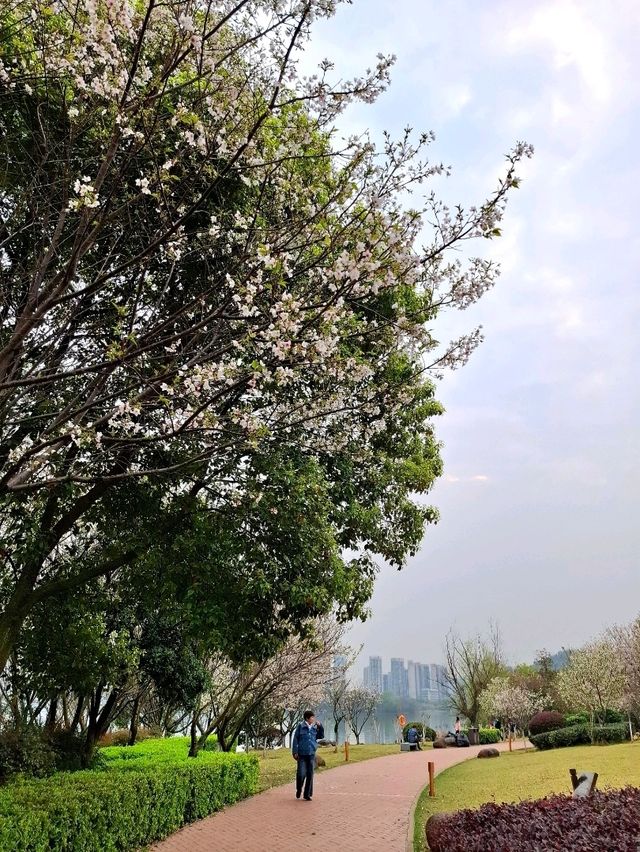 Xihu Park in Spring