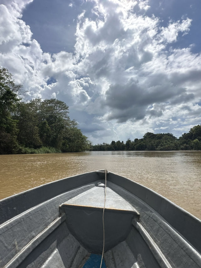 Kinabatangan River: An Emerald Jungle Adventure, Rain or Shine!